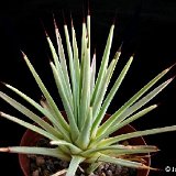 Agave stricta nana ©JL201.JPG